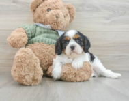 7 week old Cavalier King Charles Spaniel Puppy For Sale - Lone Star Pups