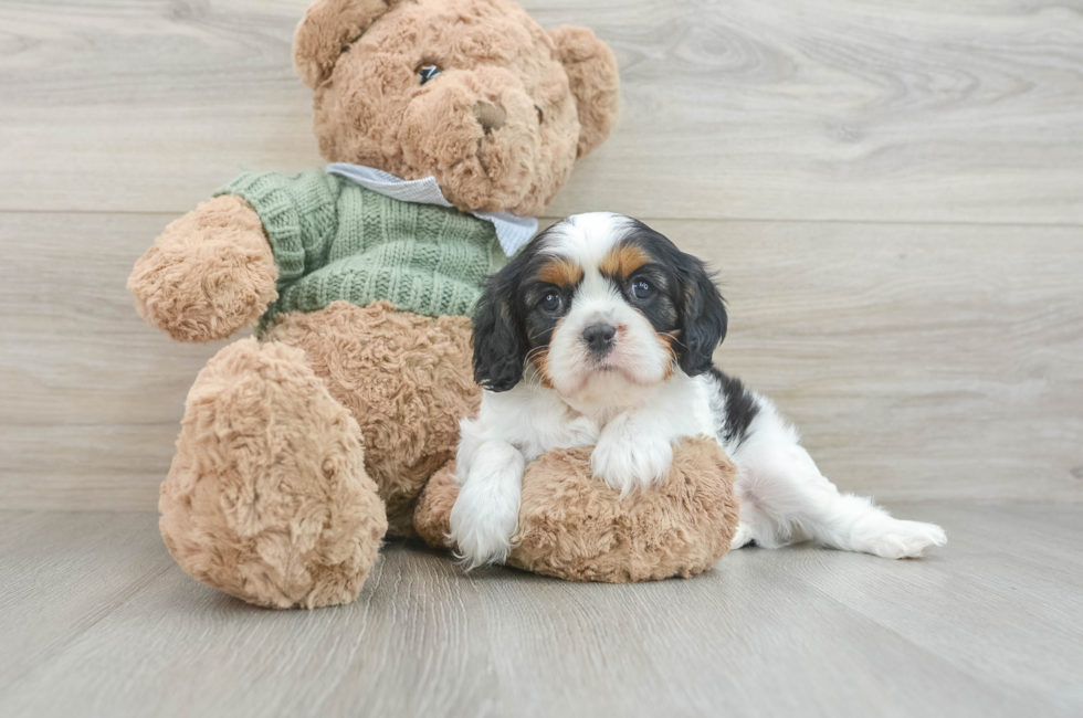 7 week old Cavalier King Charles Spaniel Puppy For Sale - Lone Star Pups