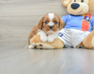 5 week old Cavalier King Charles Spaniel Puppy For Sale - Lone Star Pups