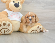 5 week old Cavalier King Charles Spaniel Puppy For Sale - Lone Star Pups