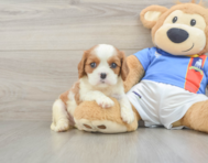 5 week old Cavalier King Charles Spaniel Puppy For Sale - Lone Star Pups