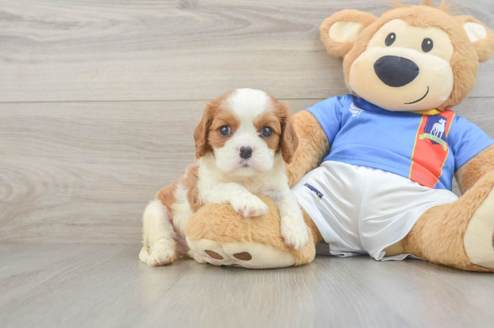 6 week old Cavalier King Charles Spaniel Puppy For Sale - Lone Star Pups