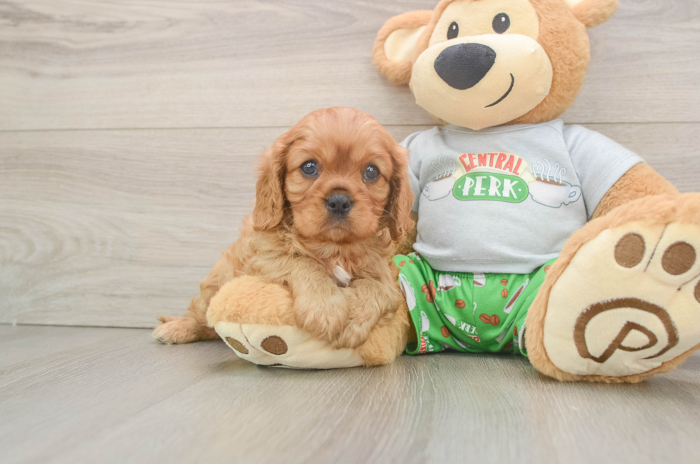 5 week old Cavalier King Charles Spaniel Puppy For Sale - Lone Star Pups