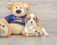 5 week old Cavalier King Charles Spaniel Puppy For Sale - Lone Star Pups