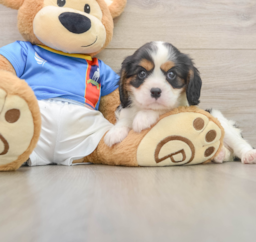 6 week old Cavalier King Charles Spaniel Puppy For Sale - Lone Star Pups