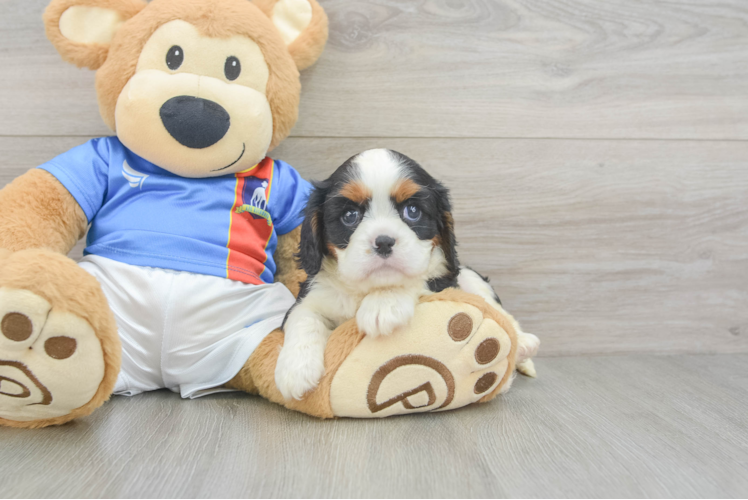 Friendly Cavalier King Charles Spaniel Purebred Pup