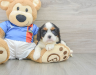 5 week old Cavalier King Charles Spaniel Puppy For Sale - Lone Star Pups