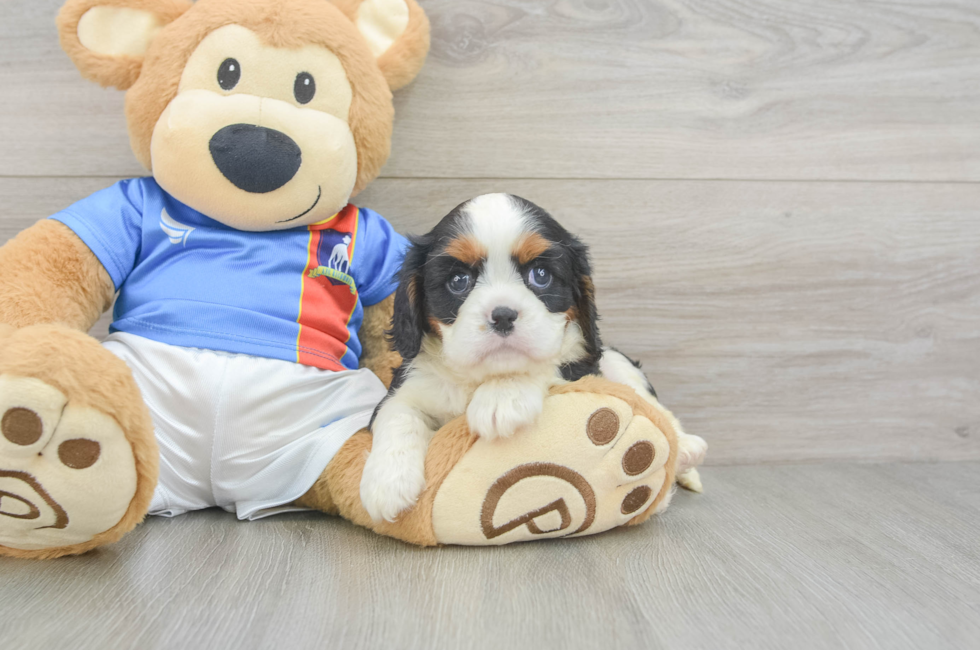 6 week old Cavalier King Charles Spaniel Puppy For Sale - Lone Star Pups