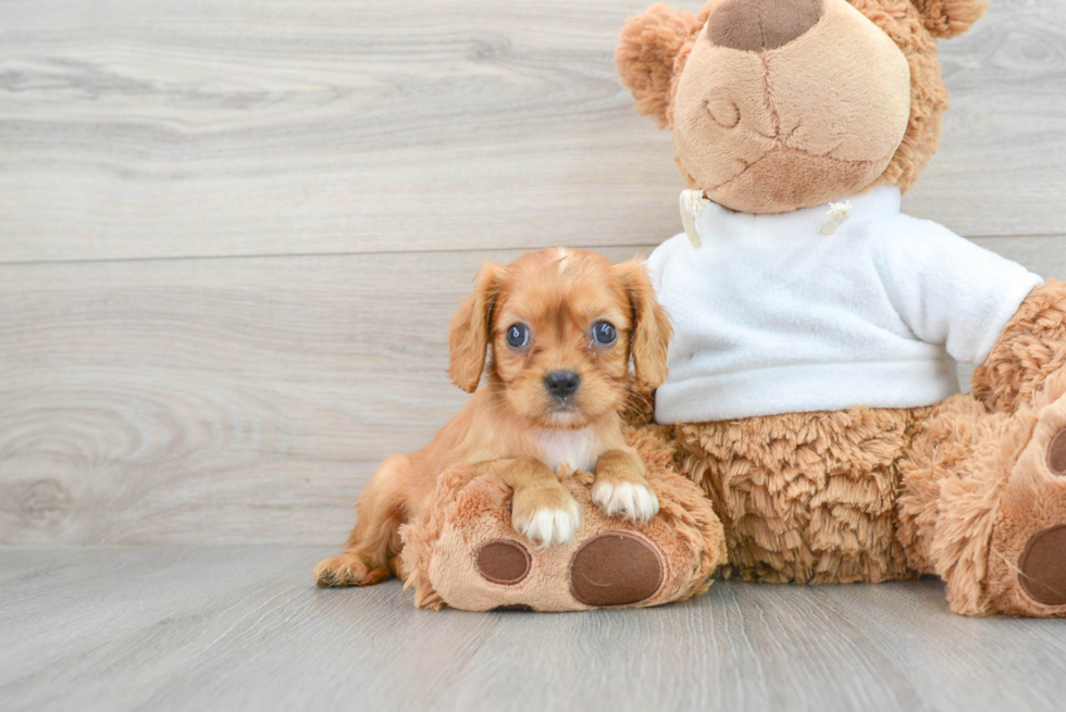 Cavalier King Charles Spaniel Pup Being Cute