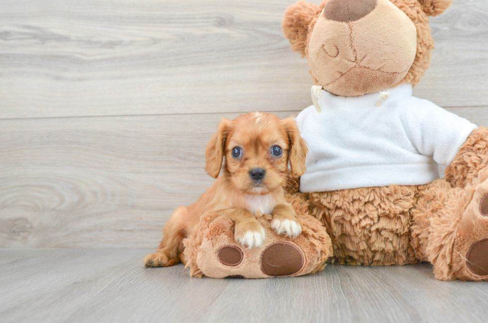 8 week old Cavalier King Charles Spaniel Puppy For Sale - Lone Star Pups