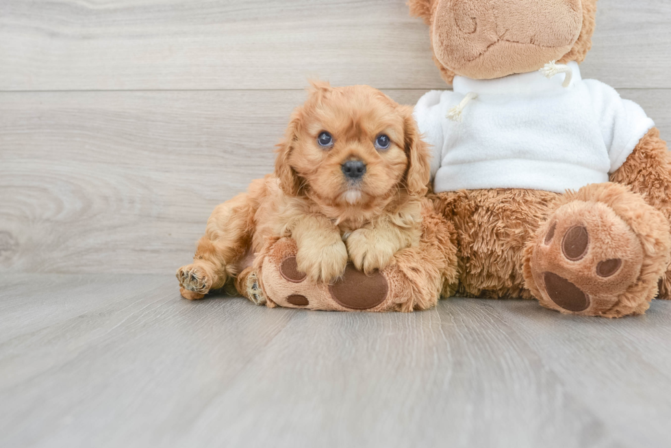 Best Cavalier King Charles Spaniel Baby