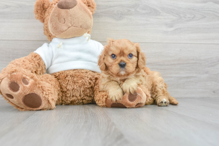 Cavalier King Charles Spaniel Pup Being Cute