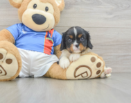 5 week old Cavalier King Charles Spaniel Puppy For Sale - Lone Star Pups