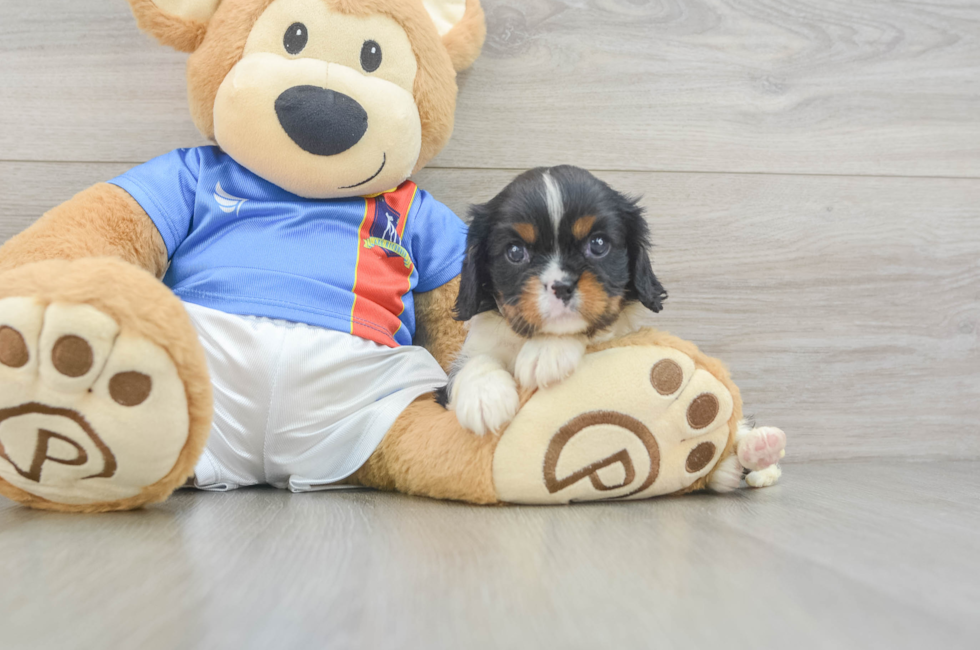 6 week old Cavalier King Charles Spaniel Puppy For Sale - Lone Star Pups