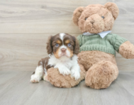 7 week old Cavalier King Charles Spaniel Puppy For Sale - Lone Star Pups