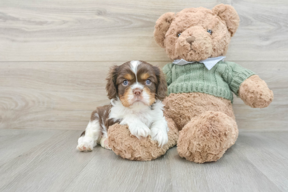 Friendly Cavalier King Charles Spaniel Purebred Pup