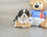 5 week old Cavalier King Charles Spaniel Puppy For Sale - Lone Star Pups