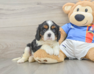 5 week old Cavalier King Charles Spaniel Puppy For Sale - Lone Star Pups