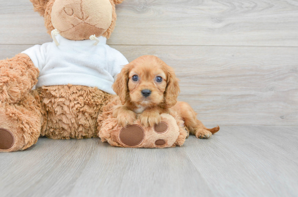 8 week old Cavalier King Charles Spaniel Puppy For Sale - Lone Star Pups