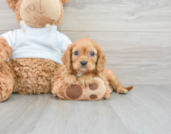 9 week old Cavalier King Charles Spaniel Puppy For Sale - Lone Star Pups