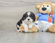 5 week old Cavalier King Charles Spaniel Puppy For Sale - Lone Star Pups