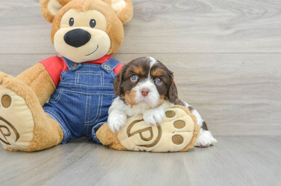 7 week old Cavalier King Charles Spaniel Puppy For Sale - Lone Star Pups