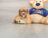 5 week old Cavalier King Charles Spaniel Puppy For Sale - Lone Star Pups