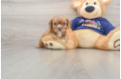 Best Cavalier King Charles Spaniel Baby