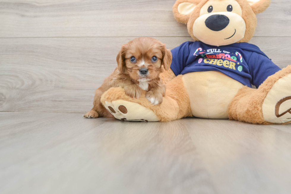 Best Cavalier King Charles Spaniel Baby