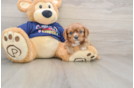 Cavalier King Charles Spaniel Pup Being Cute