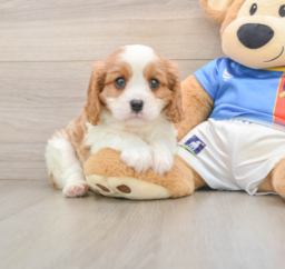 6 week old Cavalier King Charles Spaniel Puppy For Sale - Lone Star Pups