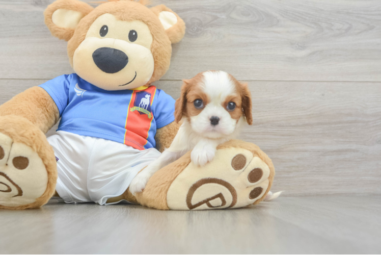 Akc Registered Cavalier King Charles Spaniel Baby
