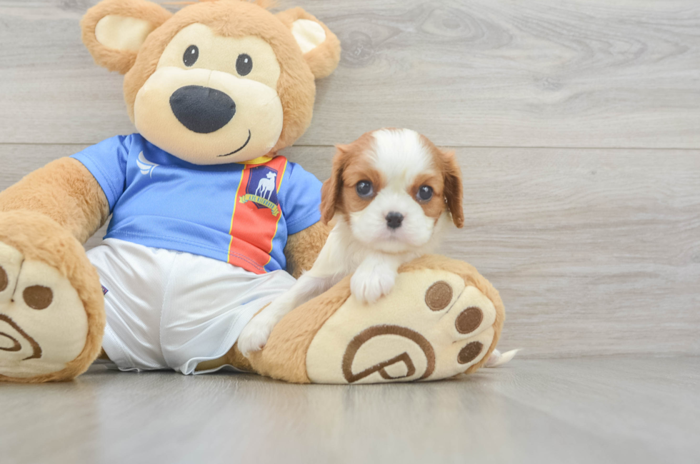 5 week old Cavalier King Charles Spaniel Puppy For Sale - Lone Star Pups