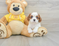 9 week old Cavalier King Charles Spaniel Puppy For Sale - Lone Star Pups