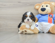 5 week old Cavalier King Charles Spaniel Puppy For Sale - Lone Star Pups