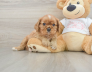 5 week old Cavalier King Charles Spaniel Puppy For Sale - Lone Star Pups