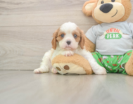 5 week old Cavalier King Charles Spaniel Puppy For Sale - Lone Star Pups