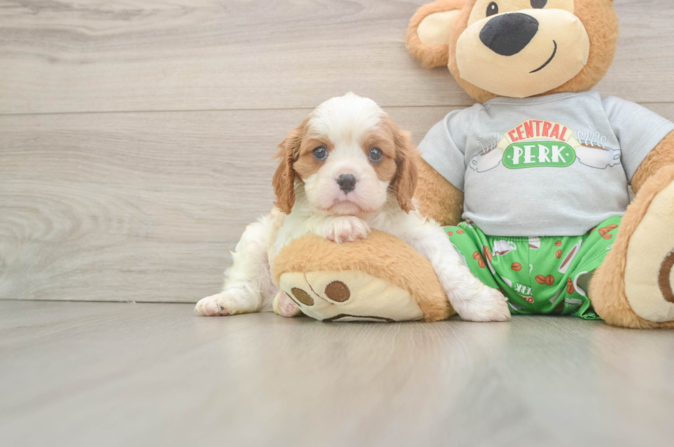 5 week old Cavalier King Charles Spaniel Puppy For Sale - Lone Star Pups