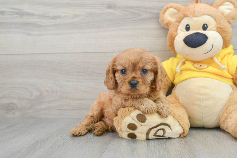 Meet Clancy - our Cavalier King Charles Spaniel Puppy Photo 1/15 - Lone Star Pups