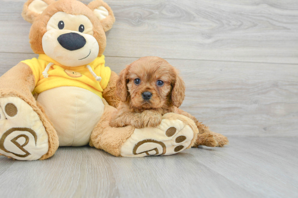 9 week old Cavalier King Charles Spaniel Puppy For Sale - Lone Star Pups