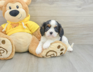 9 week old Cavalier King Charles Spaniel Puppy For Sale - Lone Star Pups