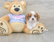 5 week old Cavalier King Charles Spaniel Puppy For Sale - Lone Star Pups