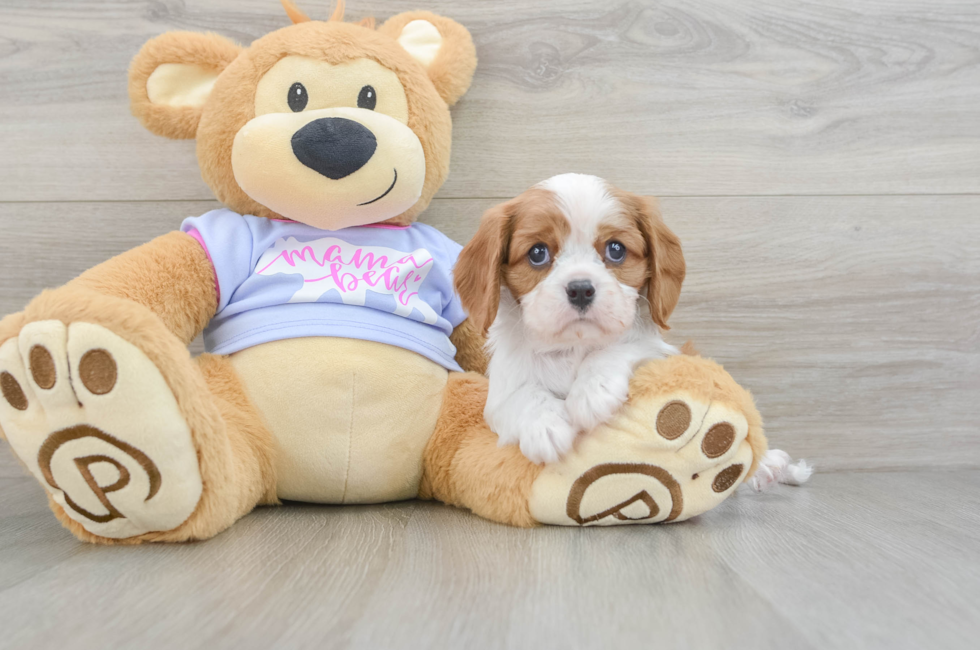 5 week old Cavalier King Charles Spaniel Puppy For Sale - Lone Star Pups