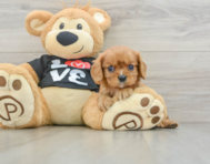 5 week old Cavalier King Charles Spaniel Puppy For Sale - Lone Star Pups