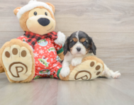 5 week old Cavalier King Charles Spaniel Puppy For Sale - Lone Star Pups