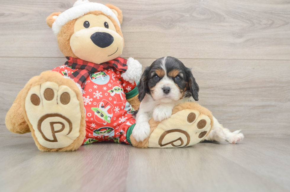5 week old Cavalier King Charles Spaniel Puppy For Sale - Lone Star Pups