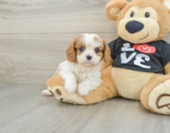 5 week old Cavalier King Charles Spaniel Puppy For Sale - Lone Star Pups