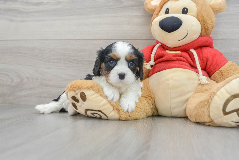 Meet Colt - our Cavalier King Charles Spaniel Puppy Photo 1/3 - Lone Star Pups
