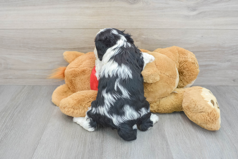 Meet Colt - our Cavalier King Charles Spaniel Puppy Photo 2/3 - Lone Star Pups