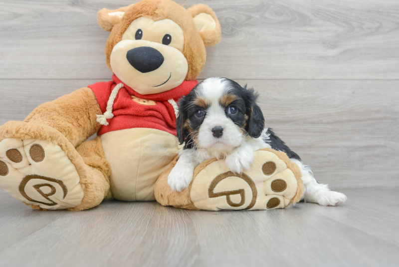 Meet Colt - our Cavalier King Charles Spaniel Puppy Photo 3/3 - Lone Star Pups